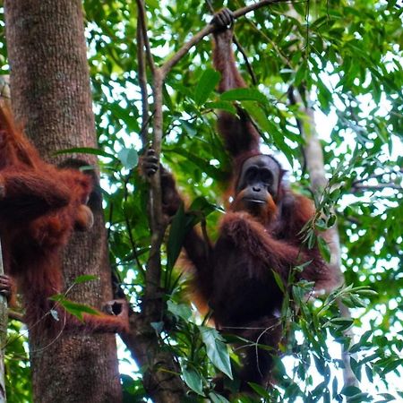 Sumatra Orangutan Discovery Villa Bukit Lawang Exterior foto