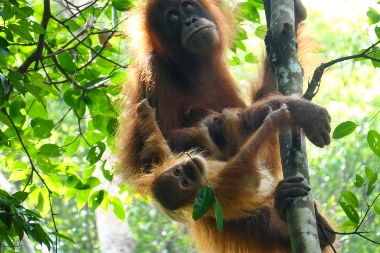 Sumatra Orangutan Discovery Villa Bukit Lawang Exterior foto