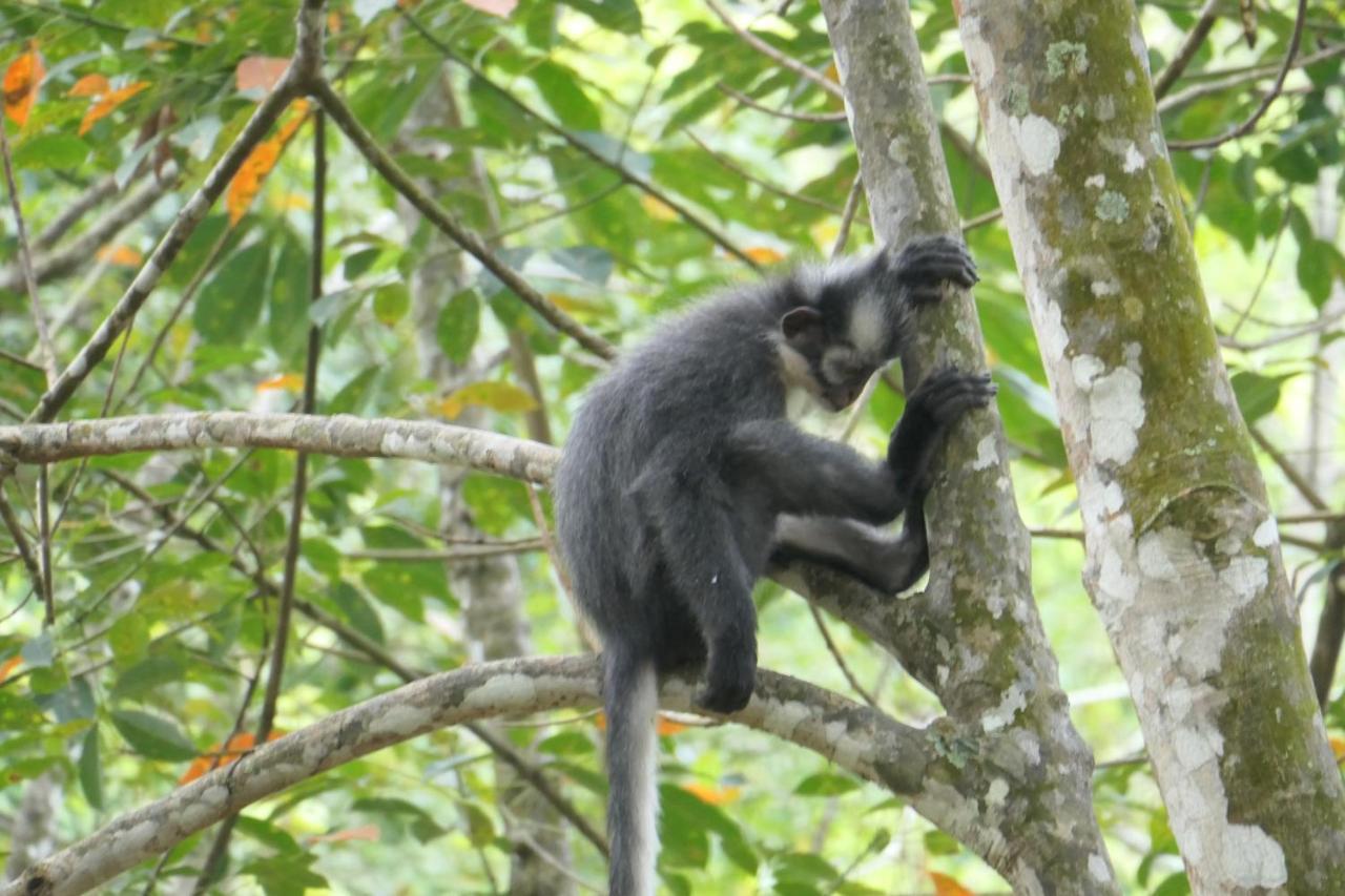 Sumatra Orangutan Discovery Villa Bukit Lawang Exterior foto